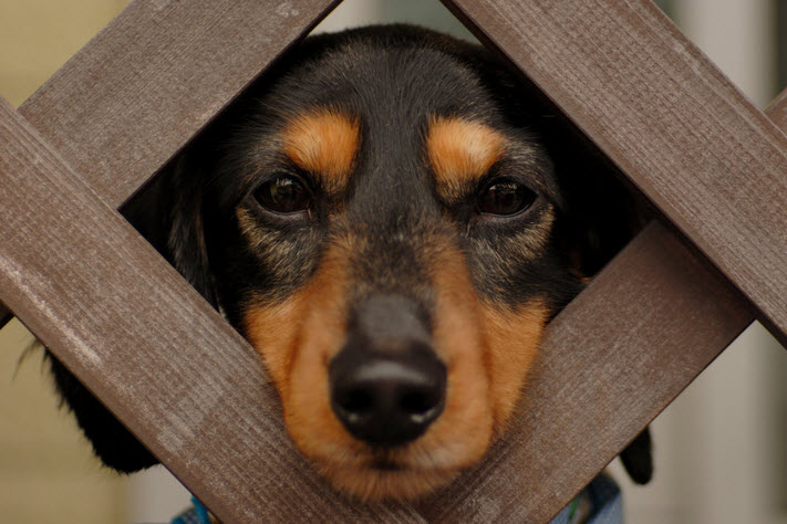 How to Get Your Dog’s Attention