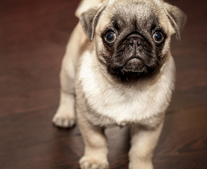 Teaching Your Dog to Come on Command